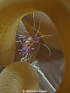 Spotted Cleaner Shrimp, St. Thomas. by Abimael Márquez 